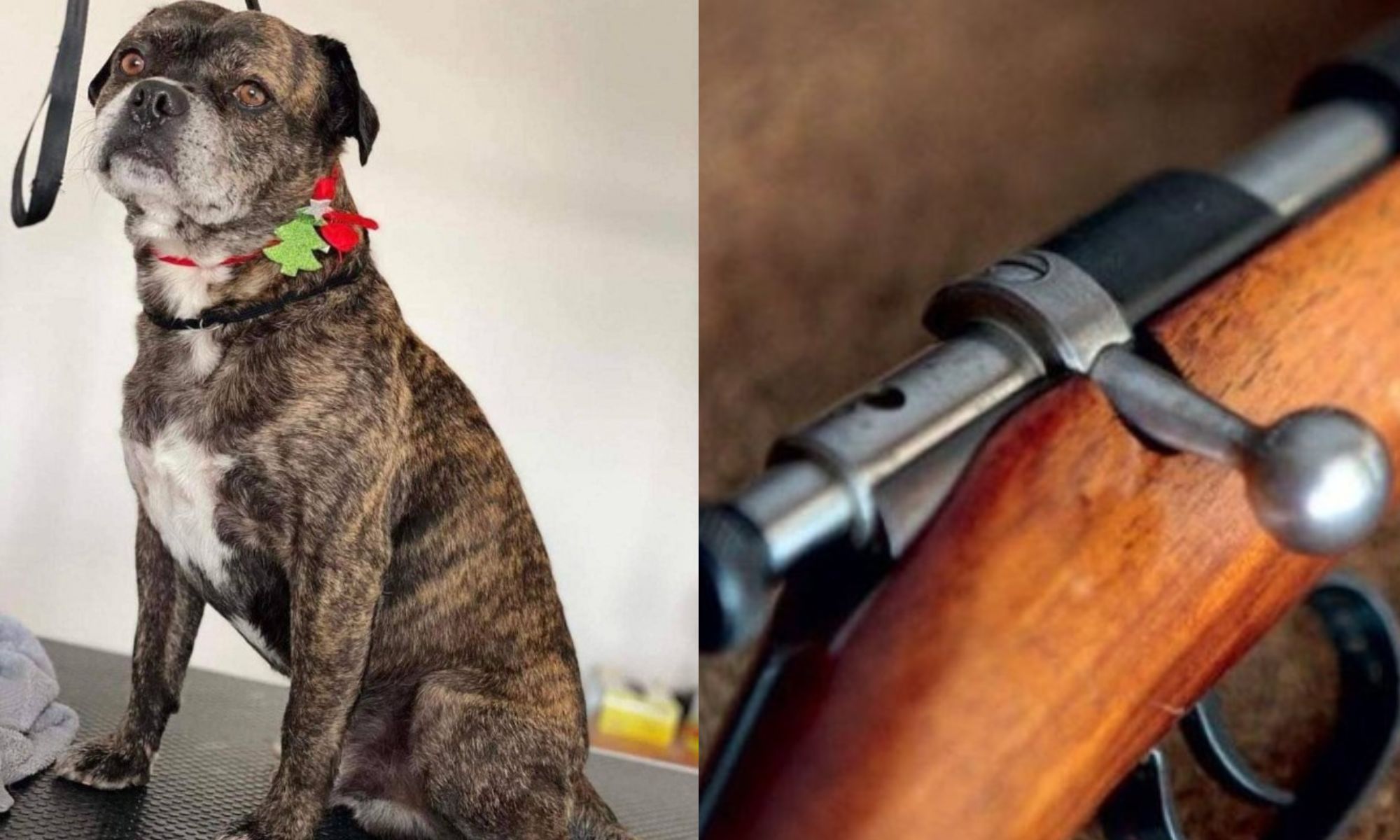 Σκότωσαν σκύλο με αεροβόλο στην Ορμήδεια – Toν εντόπισαν οι ιδιοκτήτες