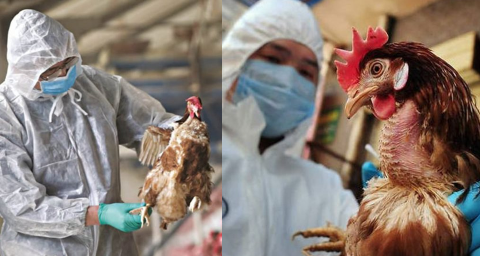 Αμμόχωστος: Εντοπίστηκαν κρούσματα Γρίπης των Πτηνών