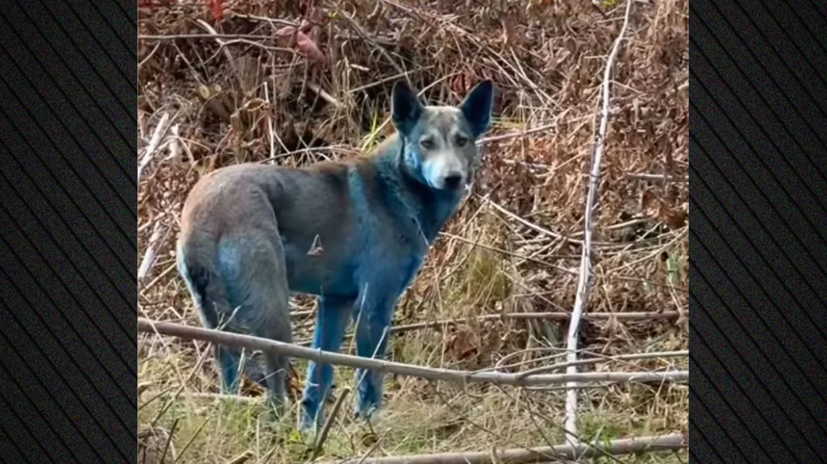 Το μυστήριο των «μπλε σκύλων» του Τσερνόμπιλ και η πιο πιθανή εξήγηση
