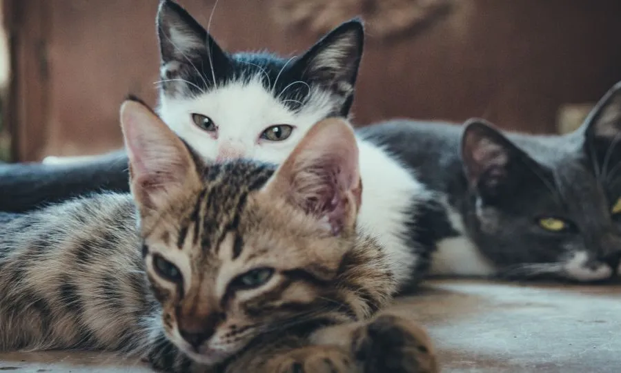 Κόμμα για τα Ζώα: Υποψίες ότι αλλοδαποί συλλαμβάνουν και καταναλώνουν γατάκια