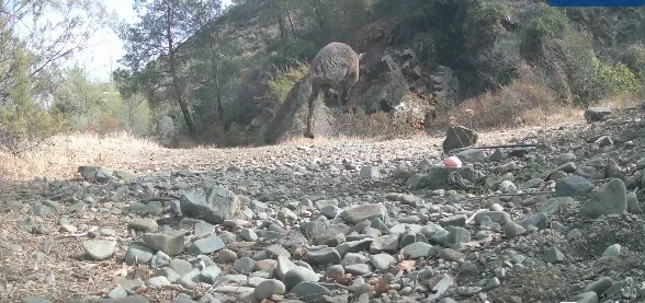 ΒΙΝΤΕΟ: «Μάχη» επικράτησης σε ποτίστρα μεταξύ αλεπούς και φίνας