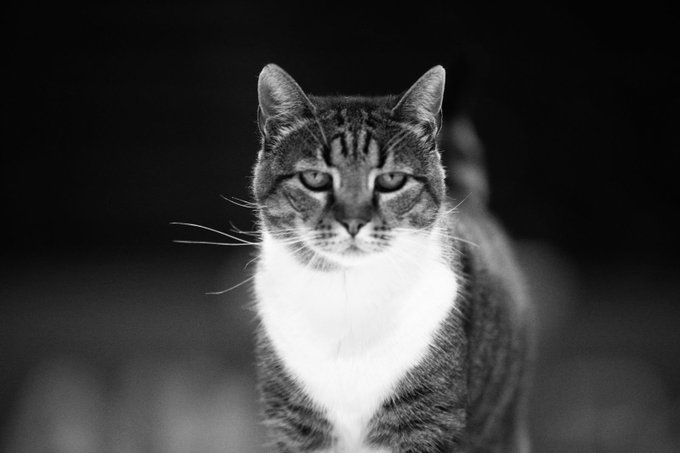 Θρήνος στον Ερυθρός Αστέρας: Έφυγε η Λιουμπίτσα, η γάτα–σύμβολο της ομάδας