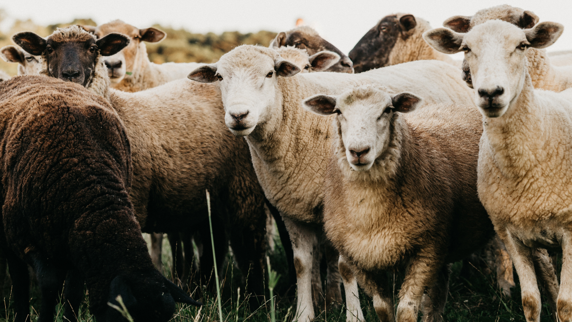 Οικονομική ενίσχυση της αιγοπροβατοτροφίας αποφάσισε το Υπουργικό