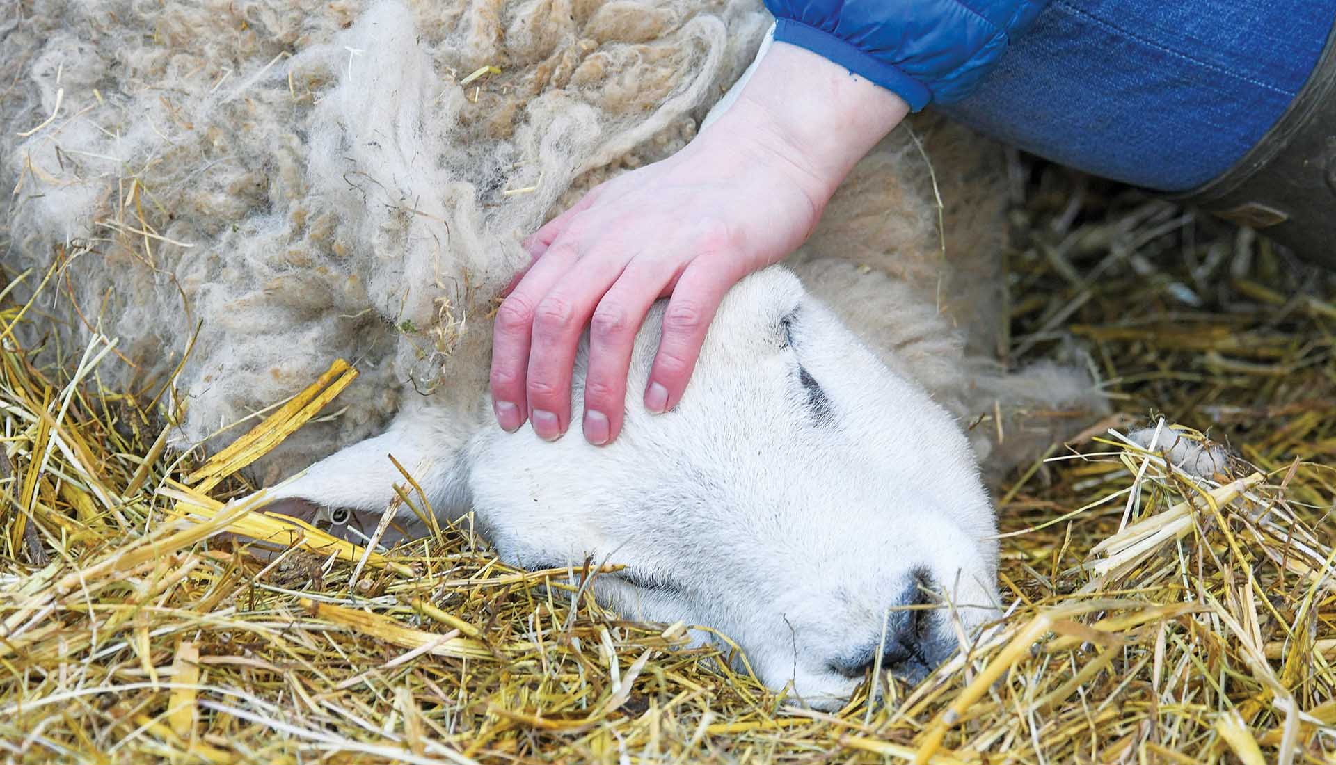 Δήμος Λάρνακας: Ψυχολογική στήριξη σε κτηνοτρόφους μετά την έξαρση αφθώδους πυρετού