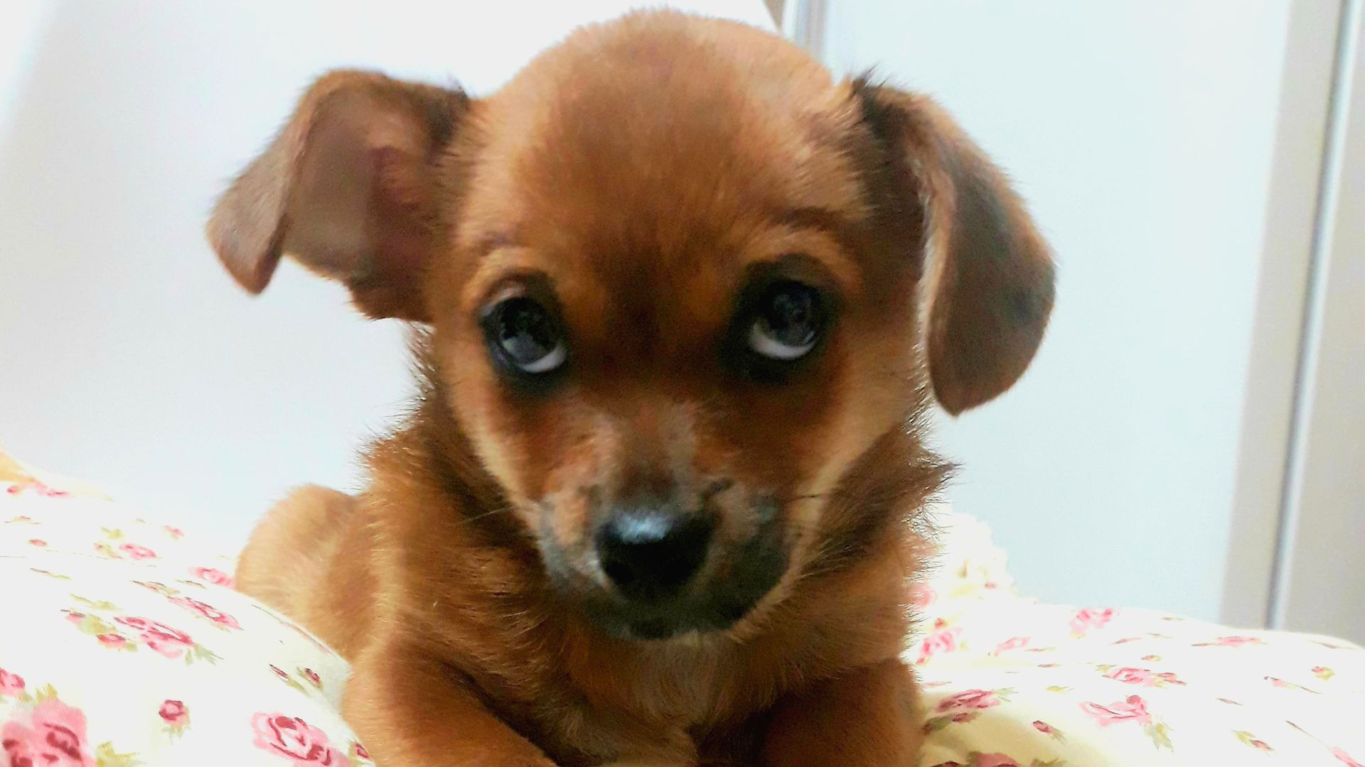 Αυστηρότερη νομοθεσία για σκύλους: Μέτρα κατά εγκατάλειψης και αδέσποτων