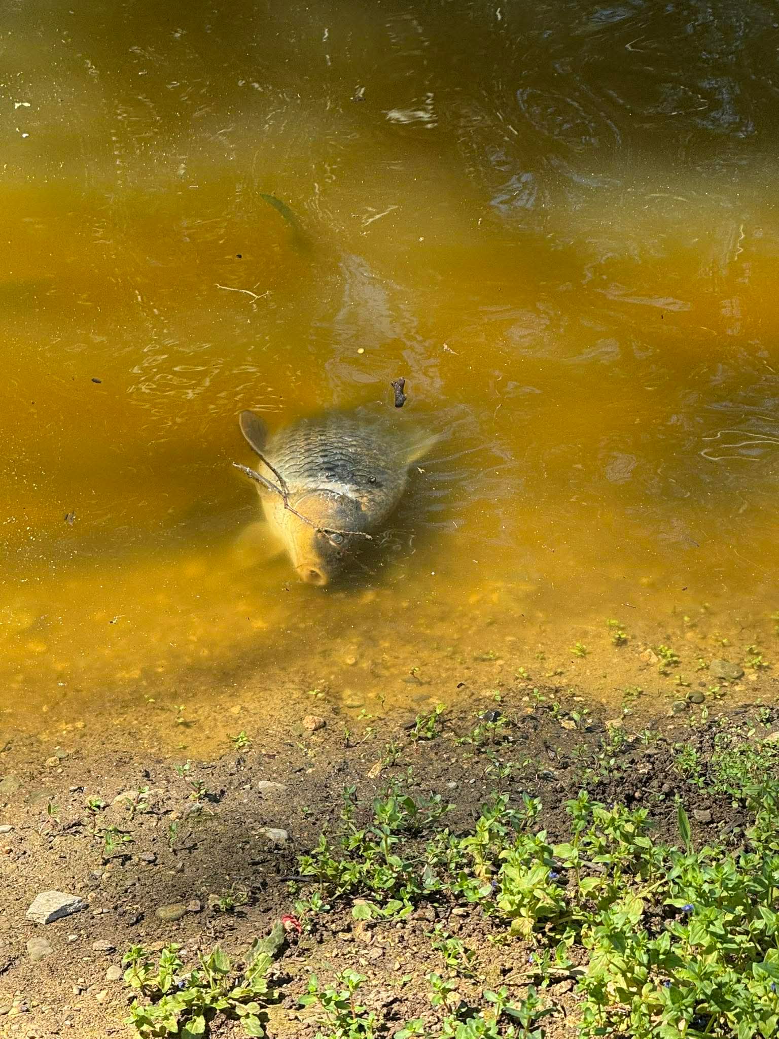 Δεκάδες νεκρά ψάρια στη λίμνη Αθαλάσσας και έκτακτη σύσκεψη αρμoδίων