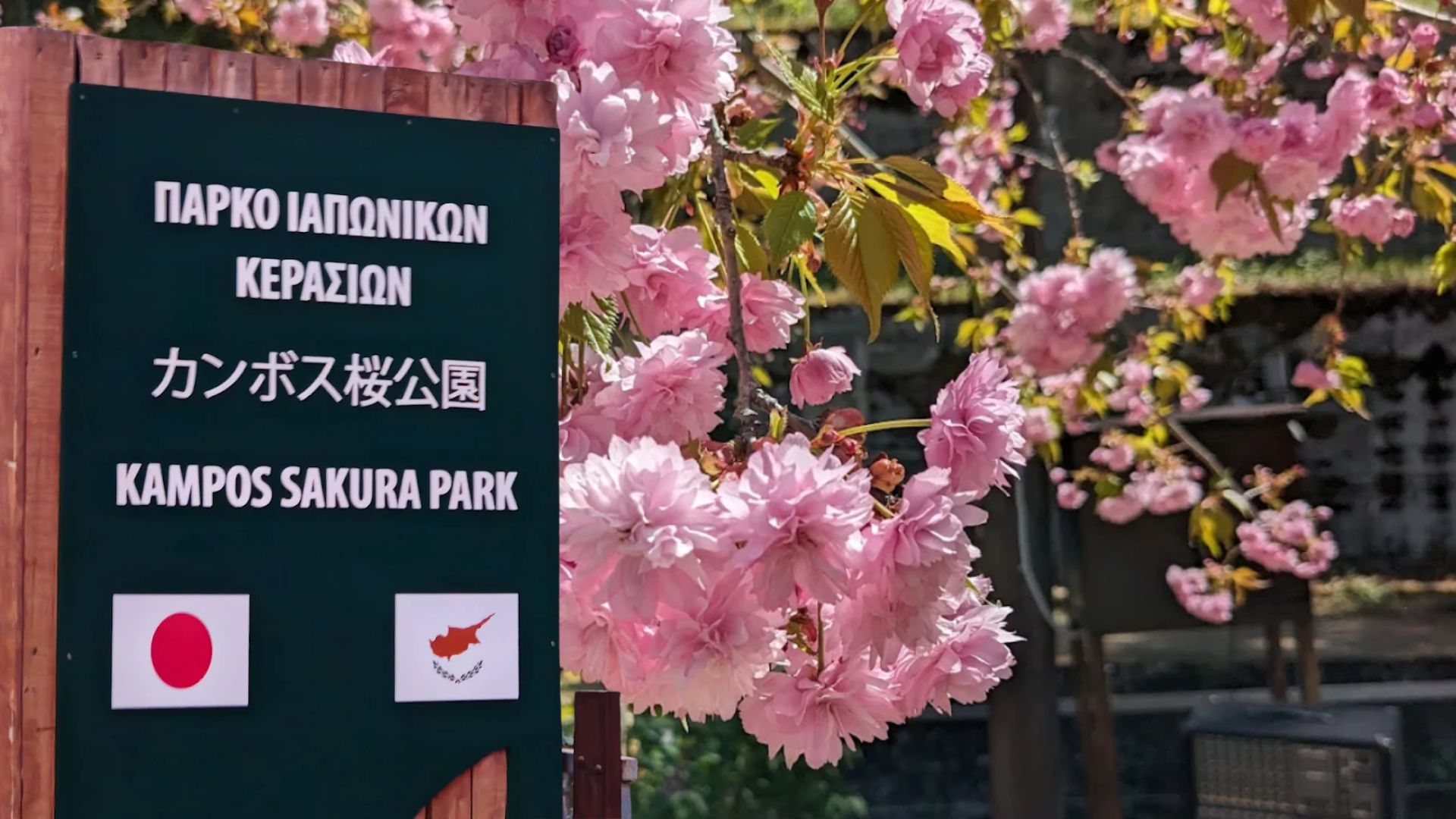 Άνθηση Σακούρα στον Κάμπο: Πολιτιστική γιορτή με ιαπωνικό χρώμα στις 18 Απριλίου